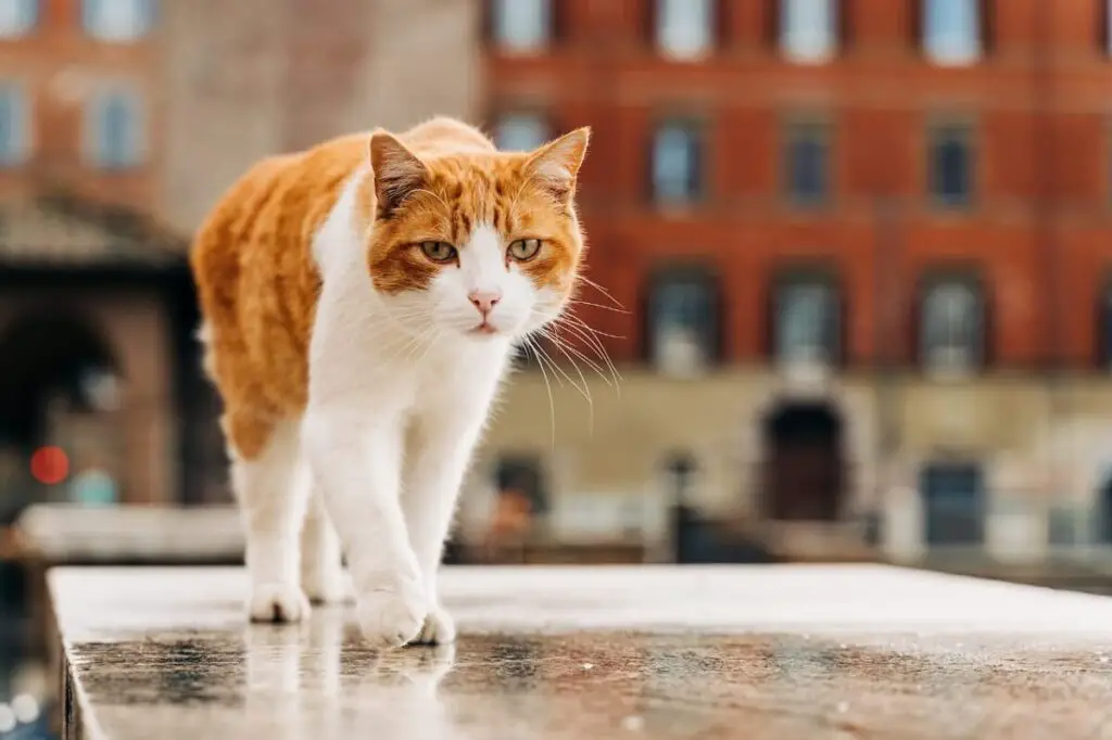 A Orange and white bicolour tabby cat walking on the platform 