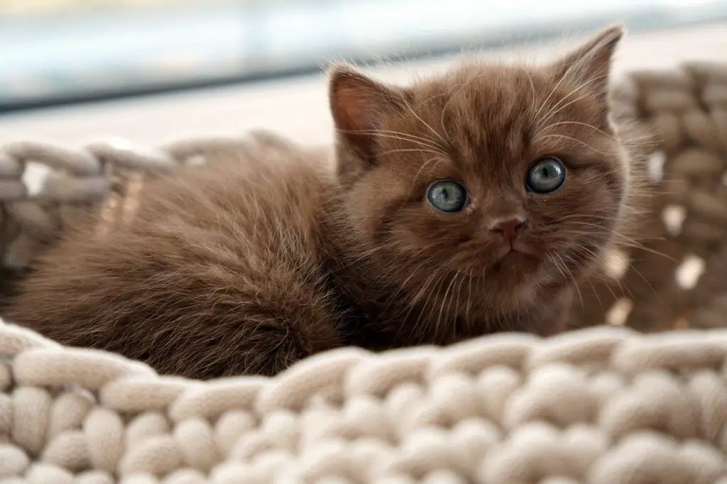 A cute brown kitten with blue eyes