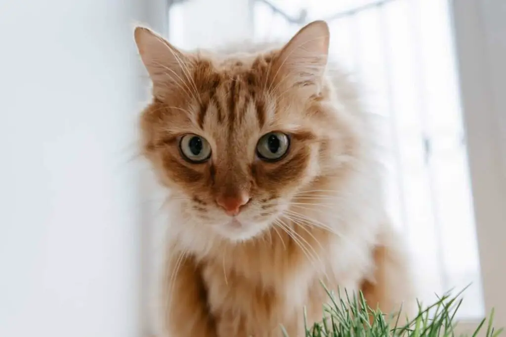 A light orange colour Norwegian Forest Cat