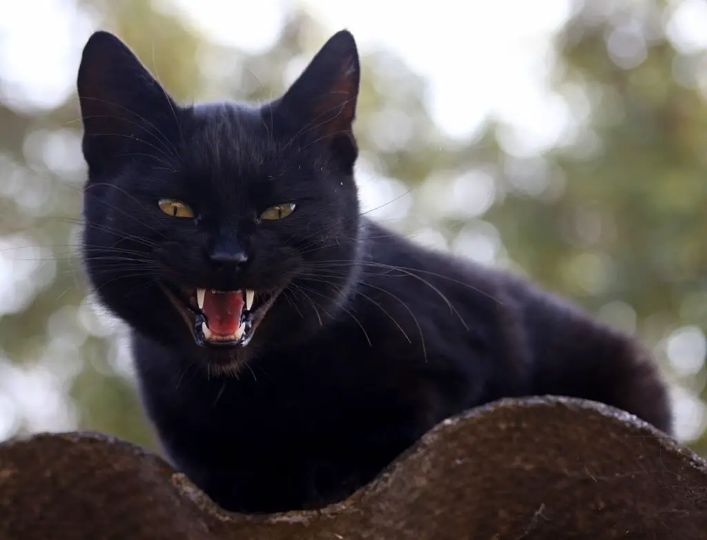 Angry black cat
