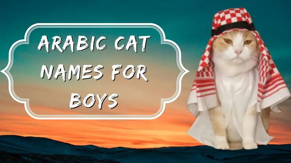 An orange and white male cat wearing an arabian Shemagh