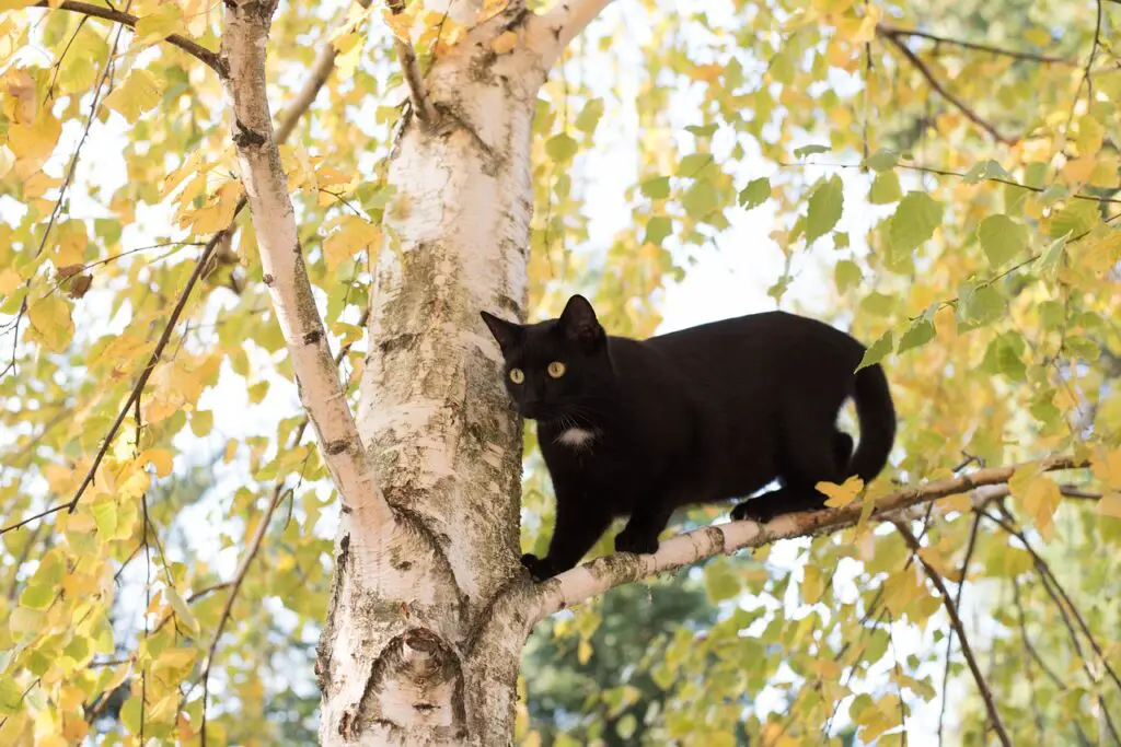 Beautiful Black Kitten on the tree