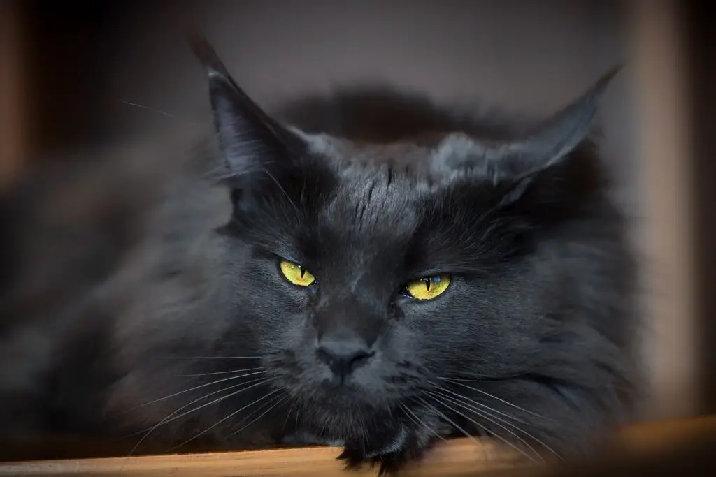 Black Maine Coon Cat With Golden Eyes