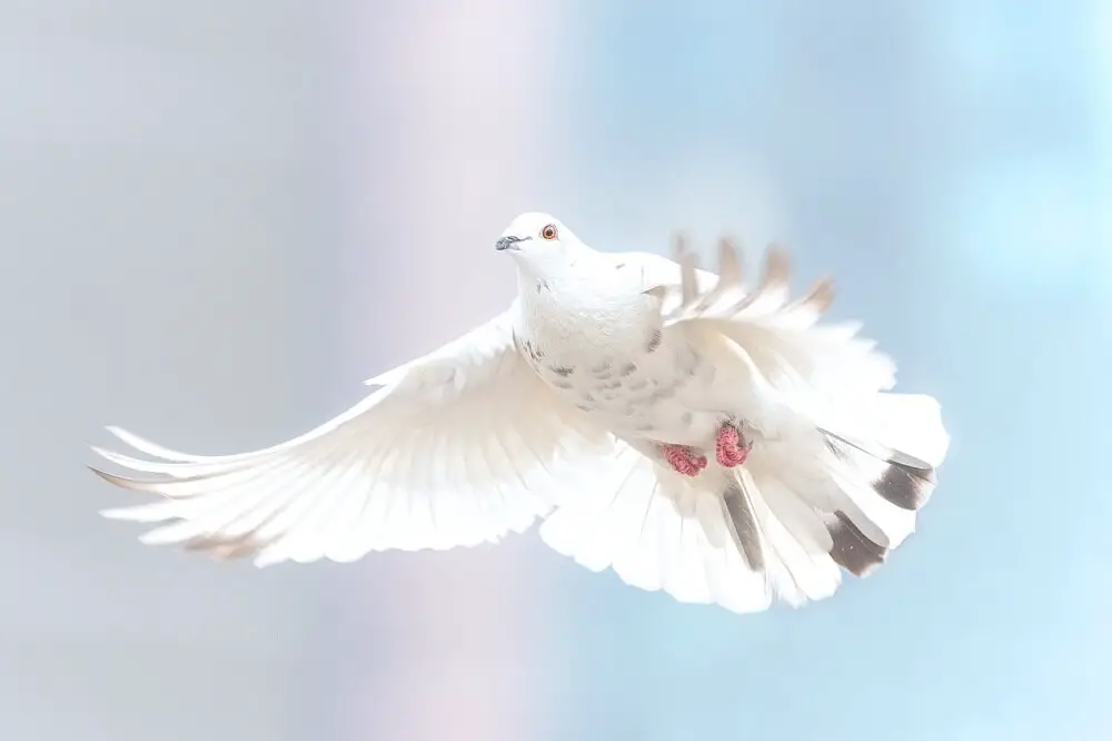 An Extremely Beautiful White Pigeon Flying