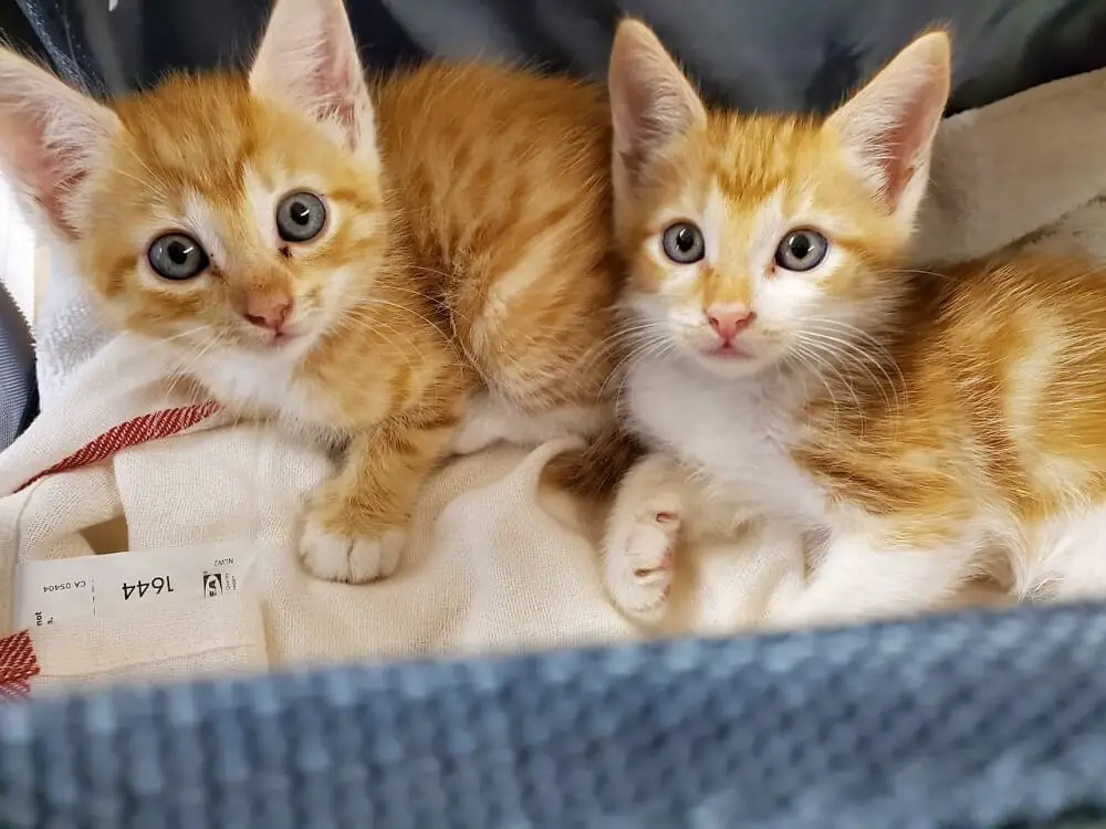 Two orange and white kittens