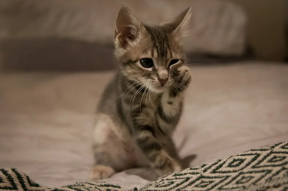 A very cute brown tabyy kitten touching his face from the paw