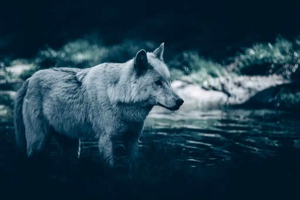 A wolf in the water