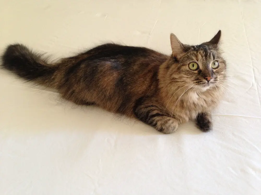 Longhaired American Bobtail Cat Sitting on a Bed
