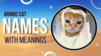 53 Arabic Cat Names That You May Have Never Heard Of| For Boys & Girls