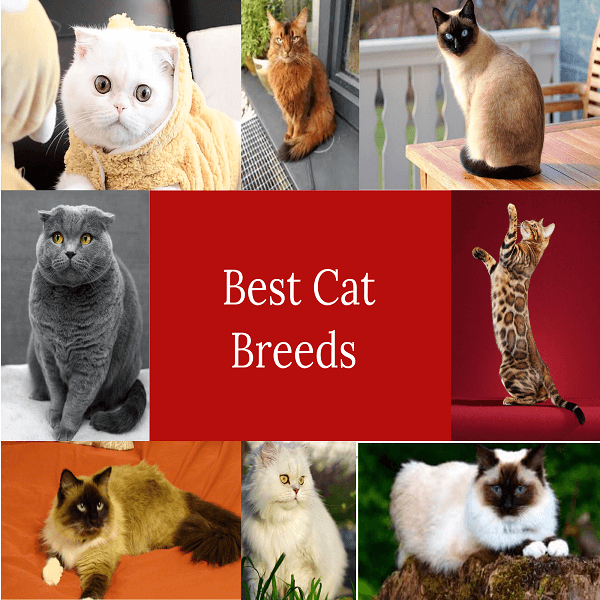 16 Best Cat Breeds in 2022: To Bring Home Today