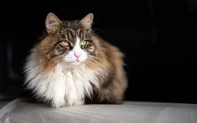 An mage of Norwegian Brown and WhiteForest cat