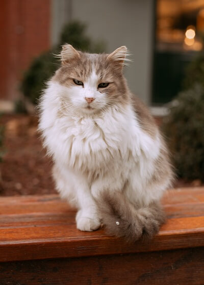An image of Browna and White ragamuffin Cat
