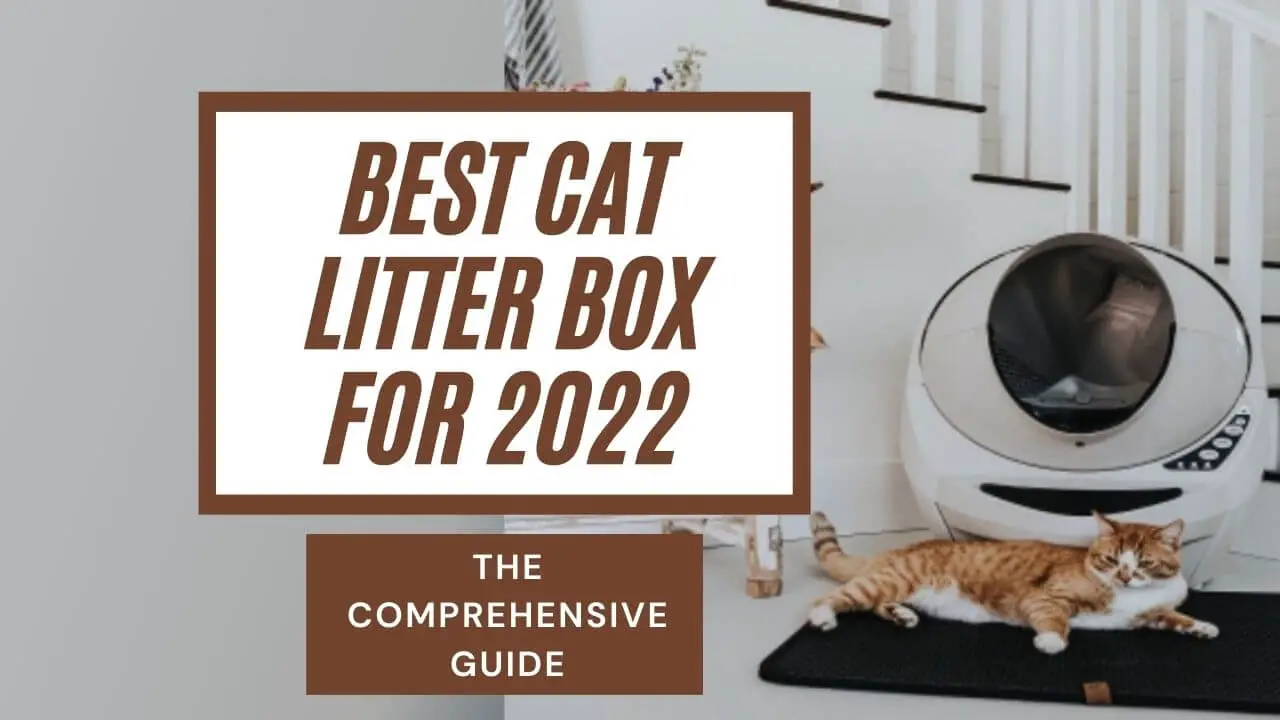 The Best Cat Litter Box in India for 2022- A Complete Buying Guide