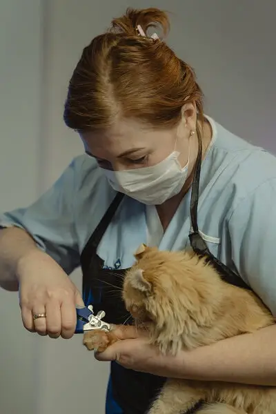 A vet trimming the claws of an orange cat