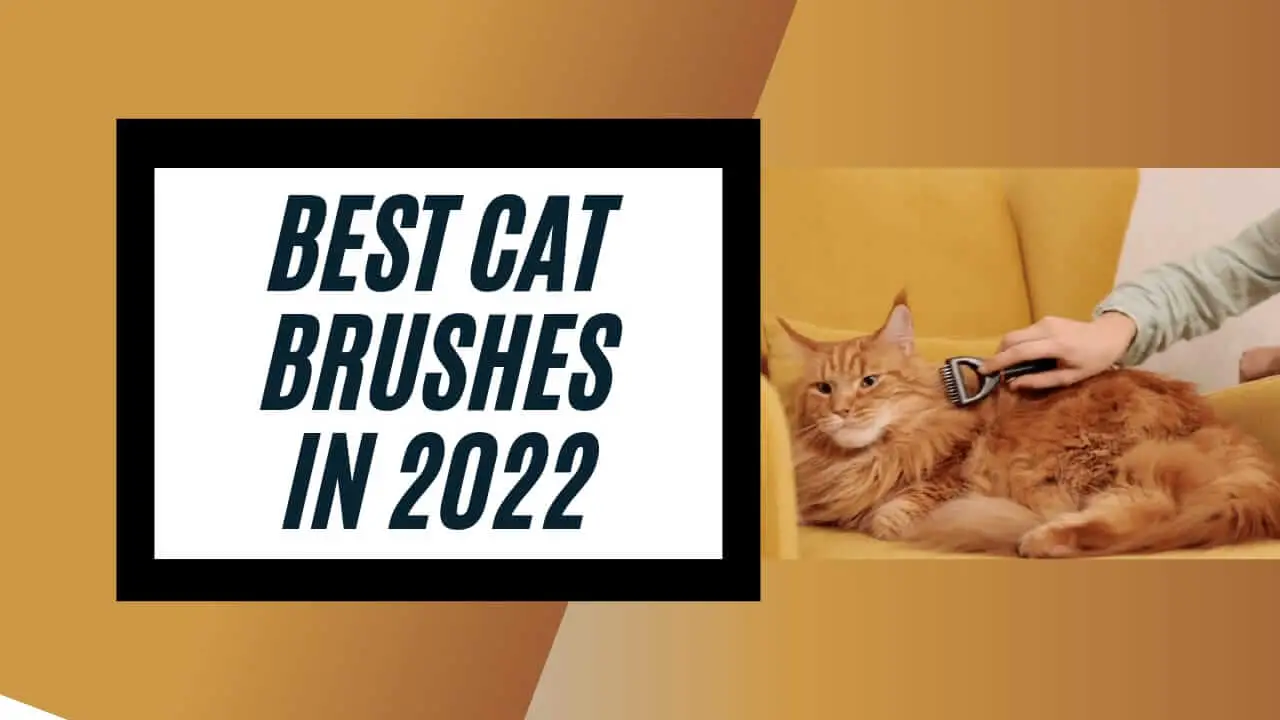 10 Best Cat Brush in India 2022(Updated Products): Cat Comb Reviews| Zippy Pet