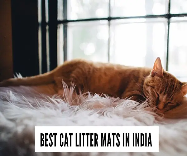 best cat litter mats in India