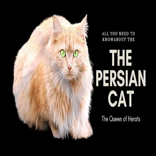 Persian cat infortmation, Breed, Personality, Common Diseases, Care and Prices