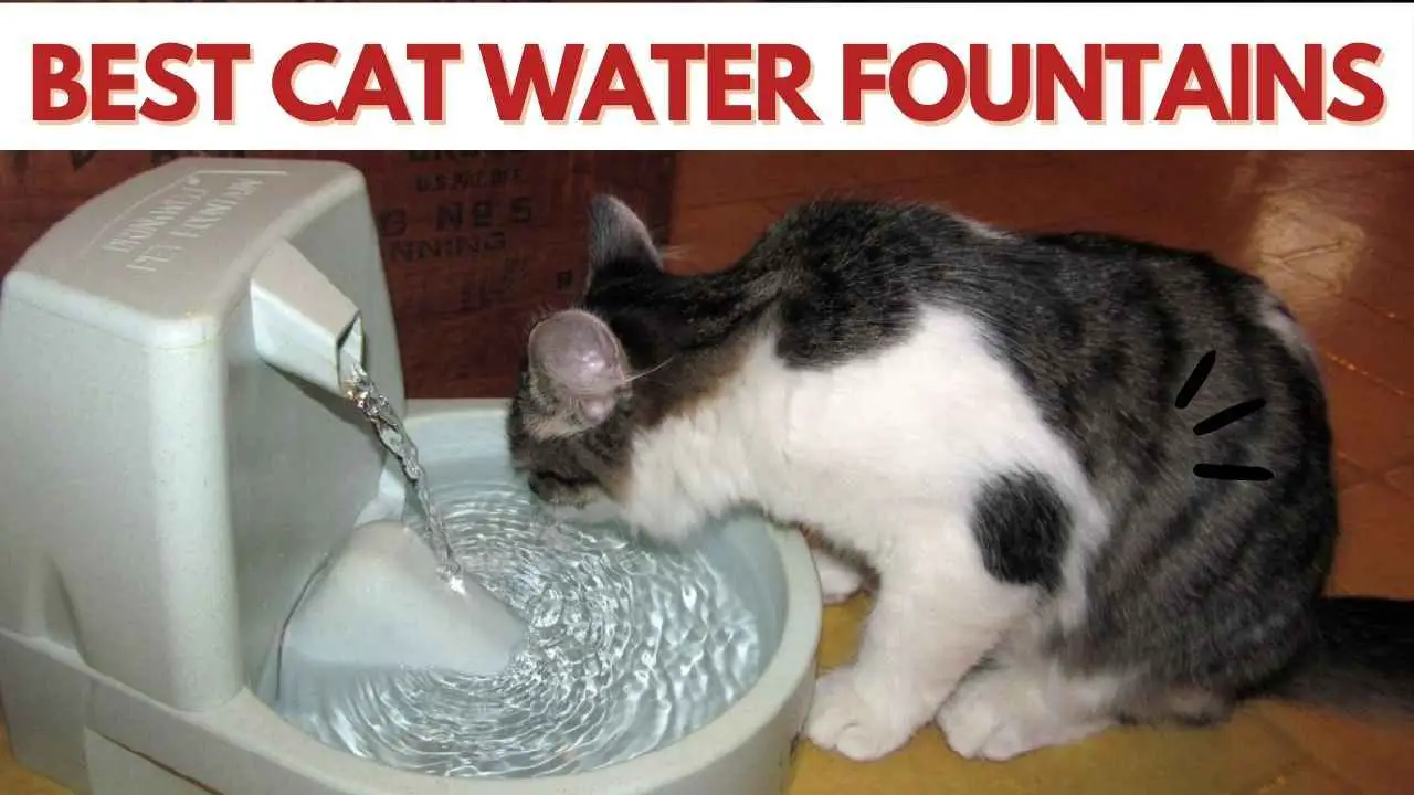 A cat drinking water from a cat water fountain