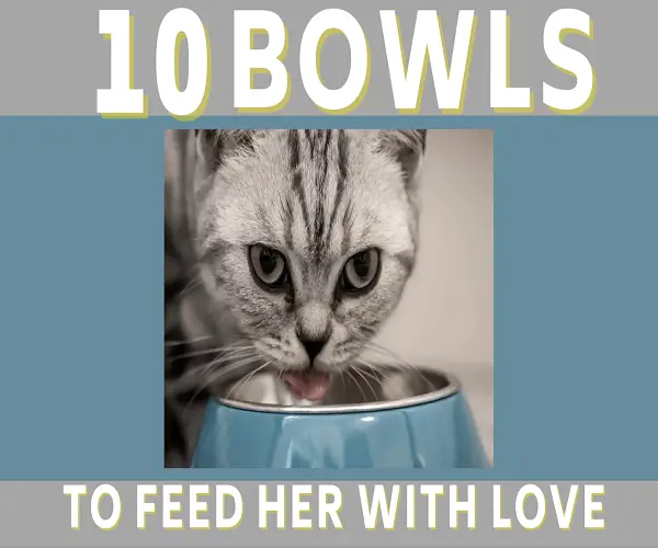 best food bowls for cats