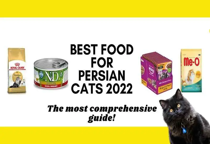 title image for a blog post best food for persian cat 2022
