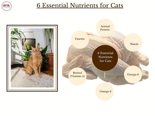 image showing 6 essential nutrients needed by cats