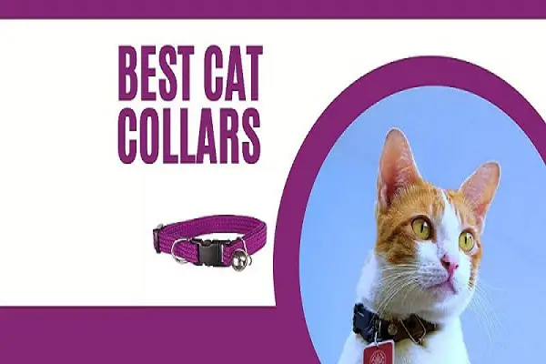 Best Cat Collars 2021