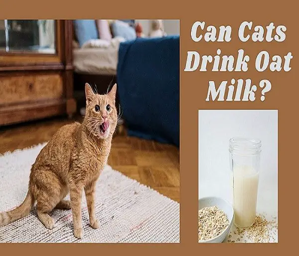 Can Cat Drink Oat Millk?