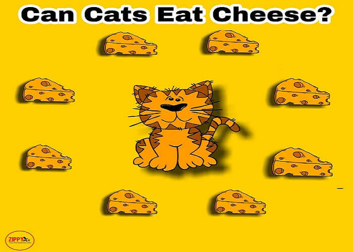 can cats eat cheese milk or dairy?