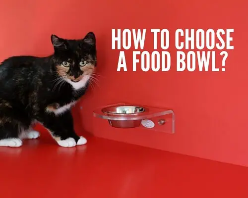 How to Choose  a Food Bowl for cats 