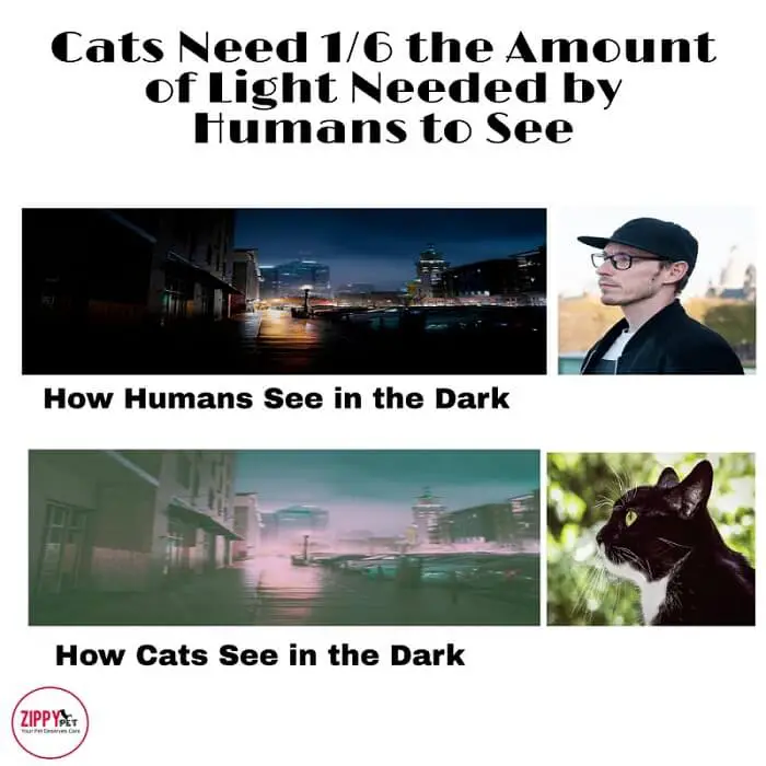 image showing how cats can see better than humans in low light