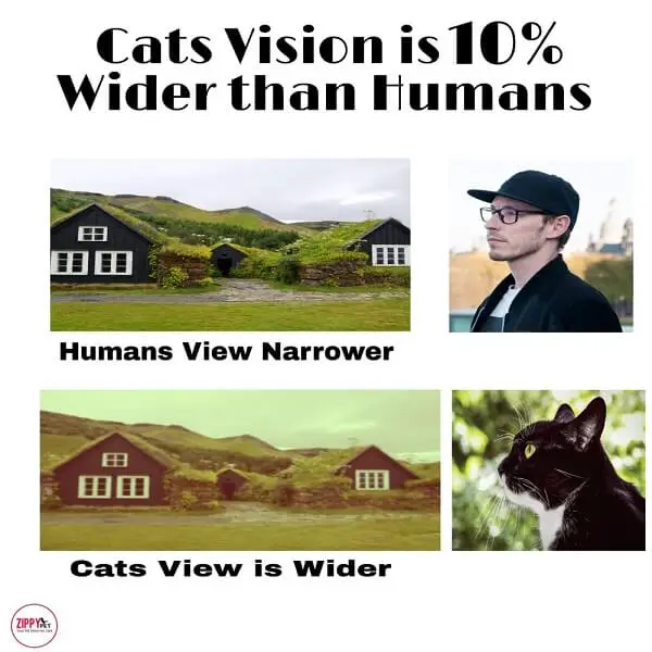 image showing how do cats' field of vision is 10% wider than humans