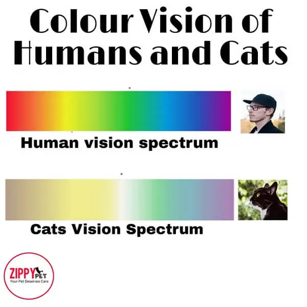 image showing the difference between the colour spectrum of humans and cats