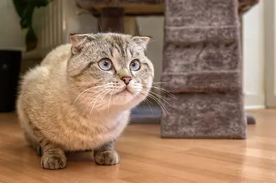 An image of White and grey Scottish fold cat