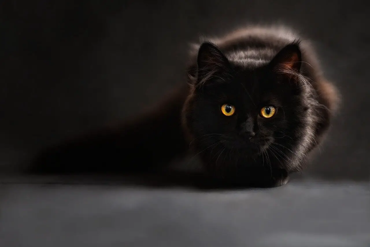 Can Cats See in the Dark? Images, Facts and Explanation- Zippy Pet
