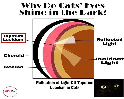 image shhowing how does light reflects off the Tapetum Lucidum in Cats