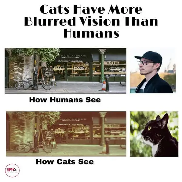 image showing how cats' vision is more blurred than humans