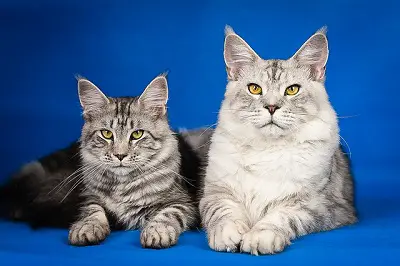 Maine Coon The Largest Domestic Cat Breed