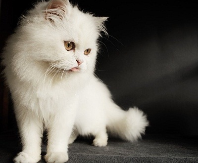Persian Cat the most beautiful cat breed