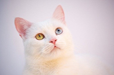 An image showing Turkish Angora Cat