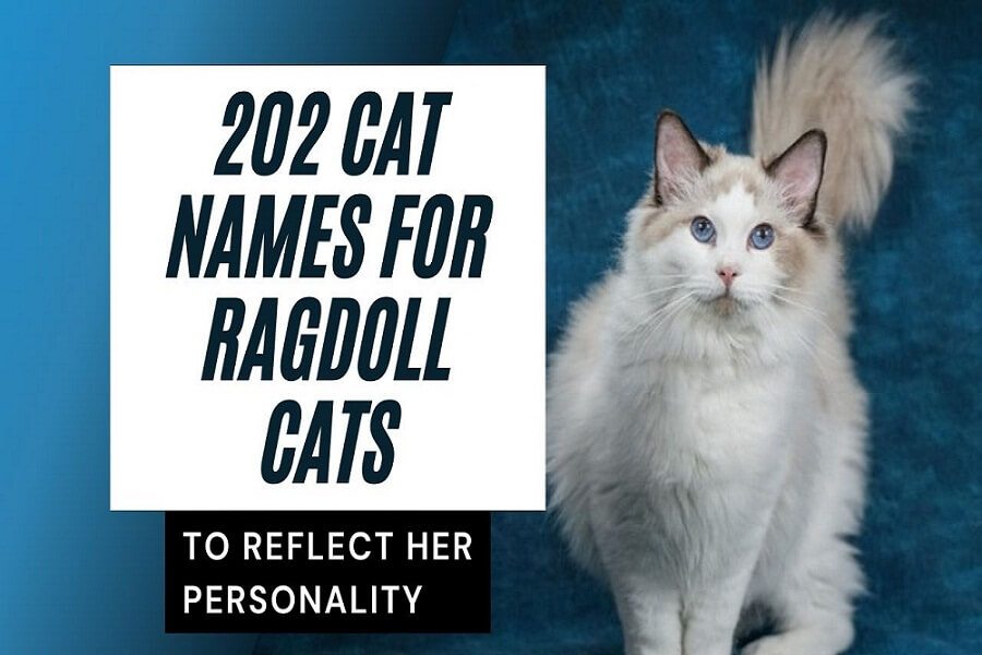 202 Cat names for Ragdoll cats