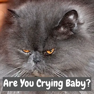 A grey persian cat shedding tears