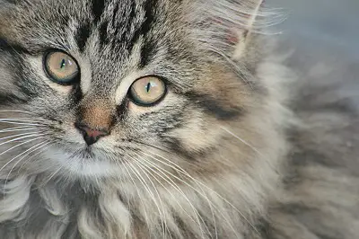 An image showing american bobtai cat longhaired
