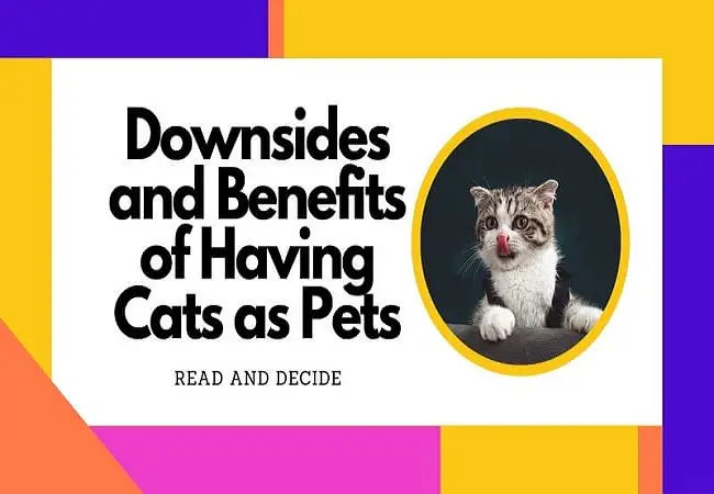 Downsides of Benefits of Having Cats as Pets