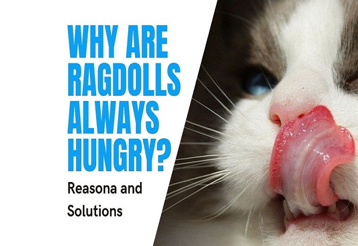 Why are ragdolls alwys hungry?