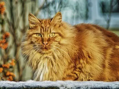 An image showing Norwegian Forest Cat