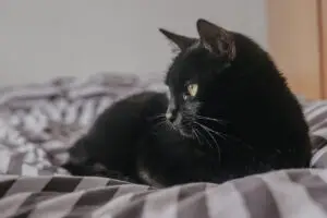 This  image shows a black cat sitting on a bed
