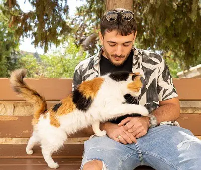an image showing a cat kneading a man