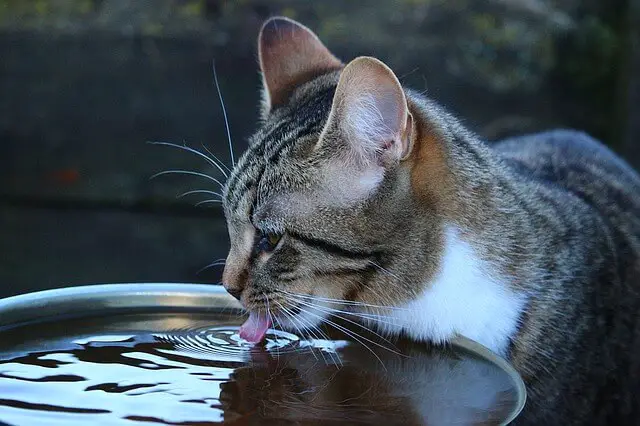 An image showing a brwon and white cat drinking water from a bowl