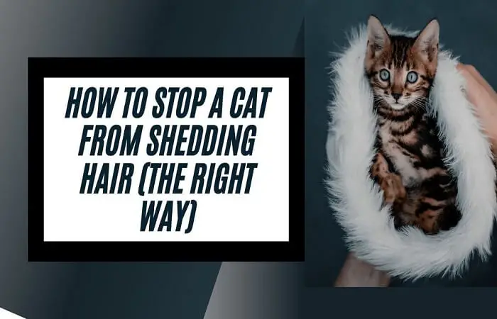 How can I Stop My Cat From Shedding