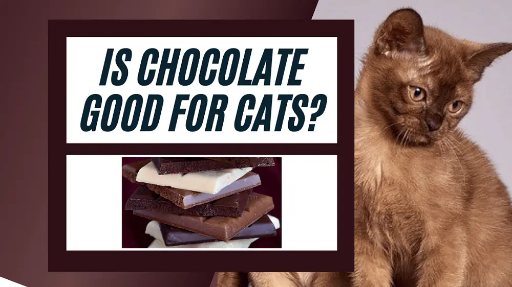 Title image for is chocolate good for cats